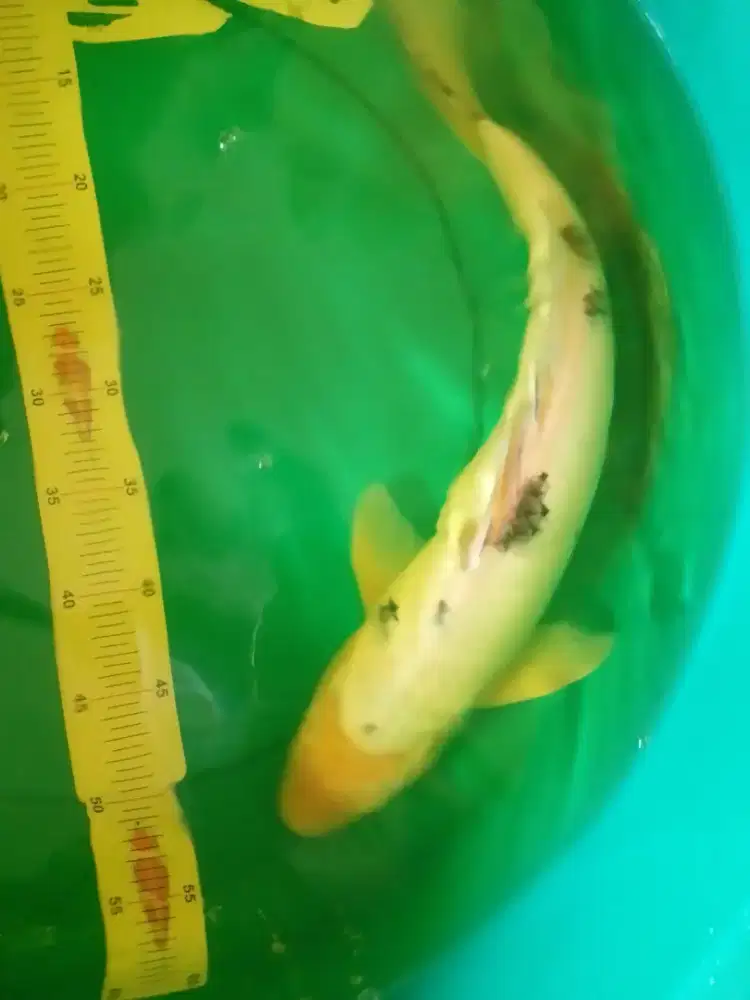 Ikan koi jenis Bekko 47cm jantan putih