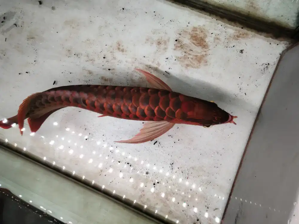 arwana ITL jagung +-50-55cm