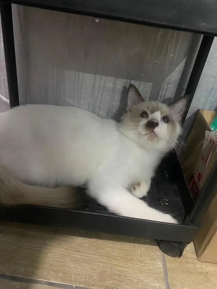 Silahkan yang mau adob