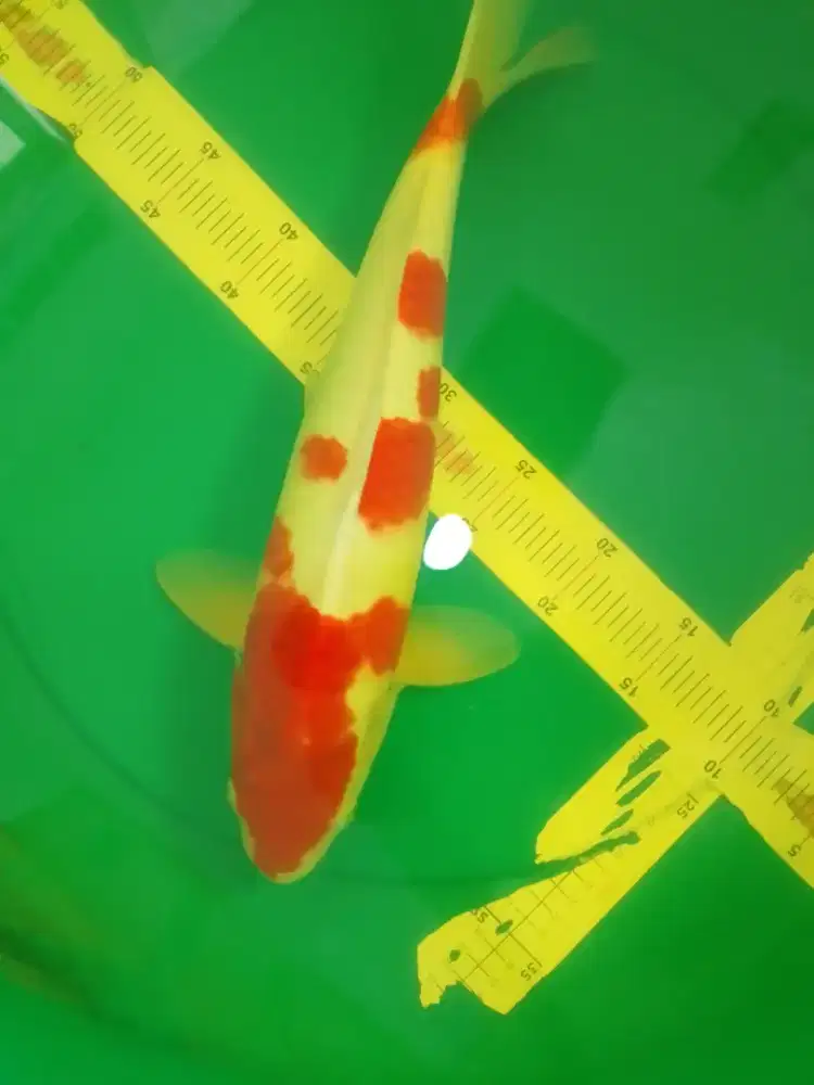 Ikan koi jenis Kohaku 43cm warna merah strong
