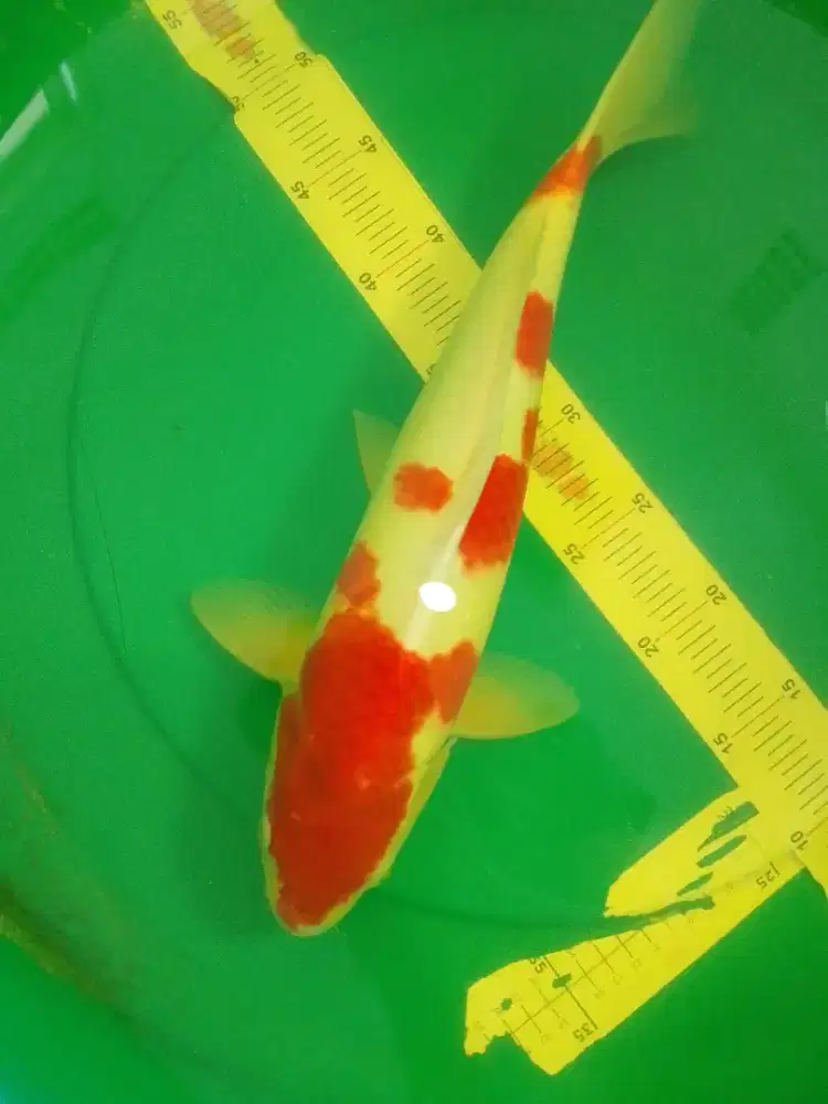 Ikan koi jenis Kohaku 43cm warna merah