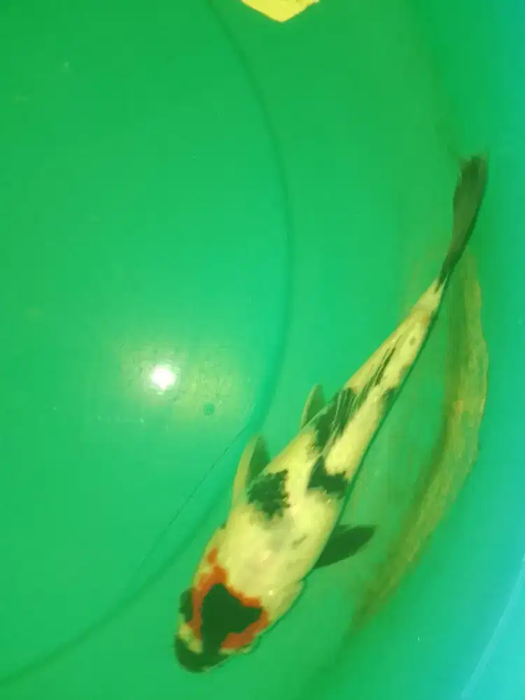 Ikan koi jenis Tancho Showa 26cm