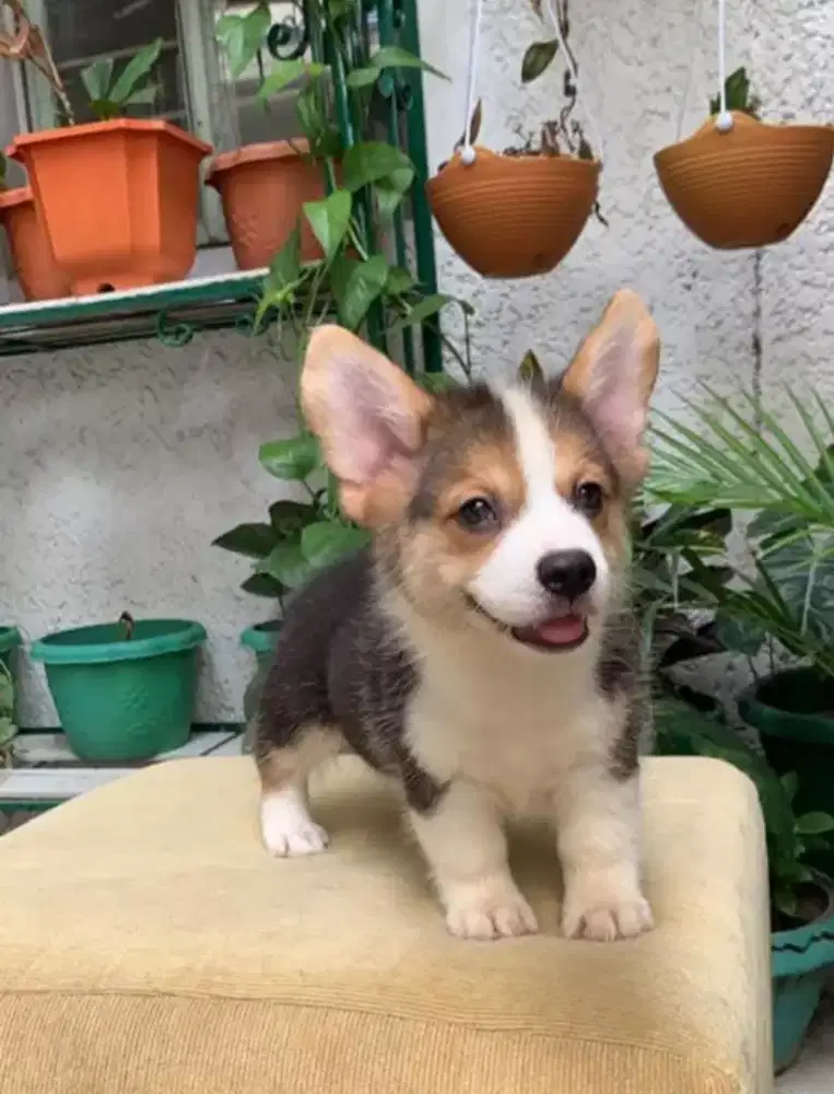 DIJUAL ANAK ANJING CORGY