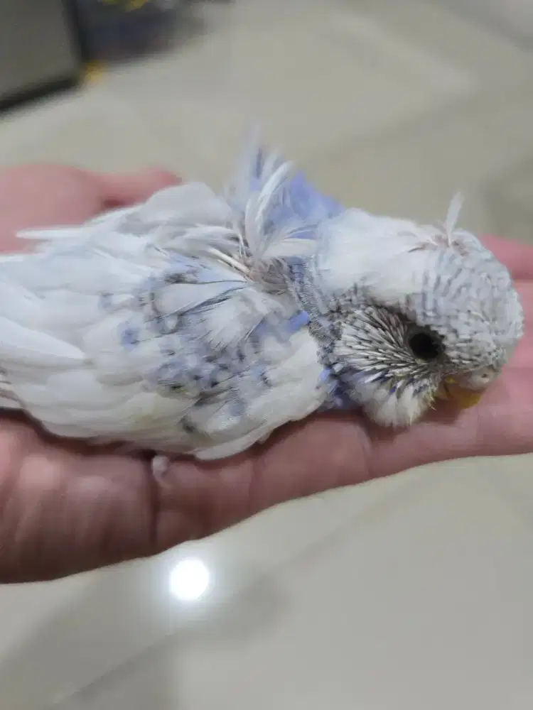 Baby burung parkit sakura rare