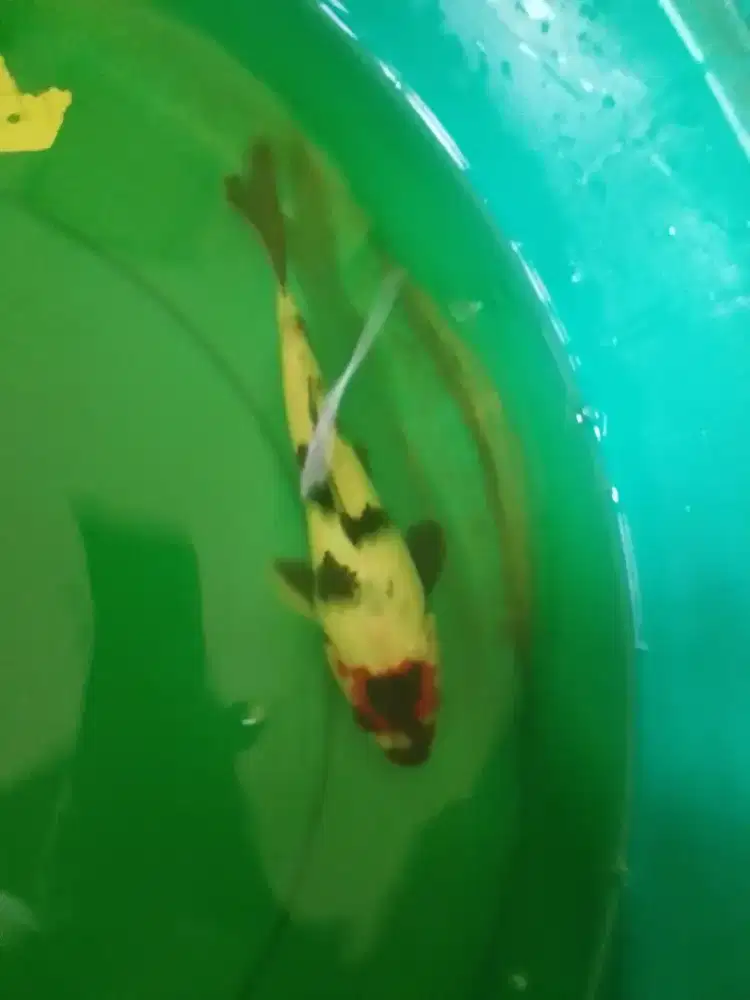 Ikan koi jenis Tancho Showa 26cm warna merah