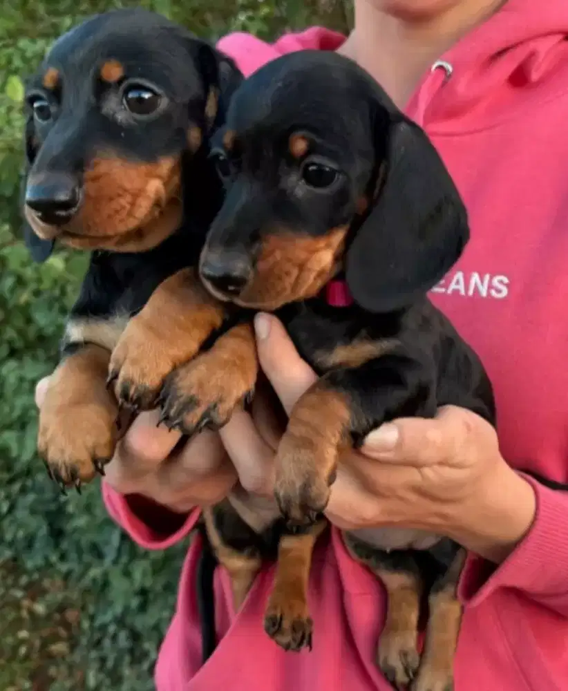 DIJUAL ANAK ANJING DACHSHUND/ TEKEL