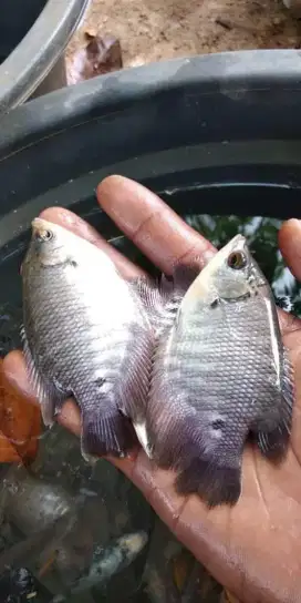 Amanah Olshope bibit ikan gurame soang