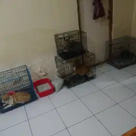 Penitipan kucing murah semarang