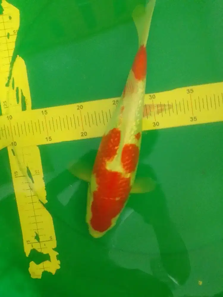 Ikan koi jenis Kohaku Ginrin 36cm bagus