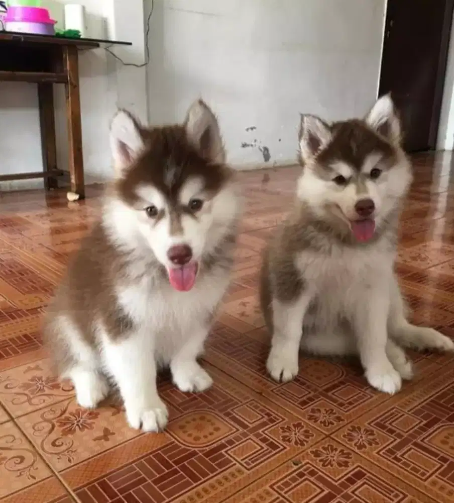 DIJUAL ANAK ANJING SIBERIAN HUSKY