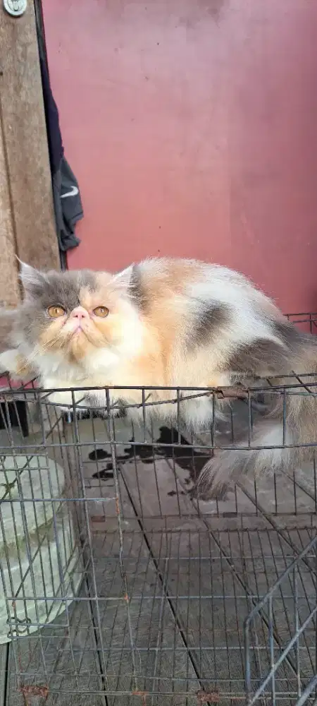 Kucing Persia Peaknose