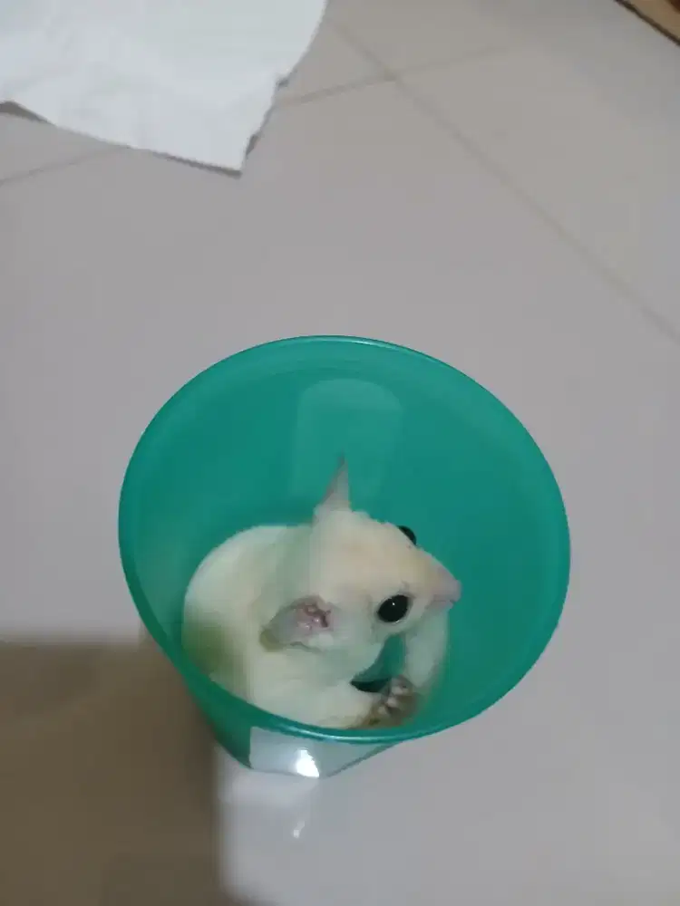 Sugar glider Leucistic High