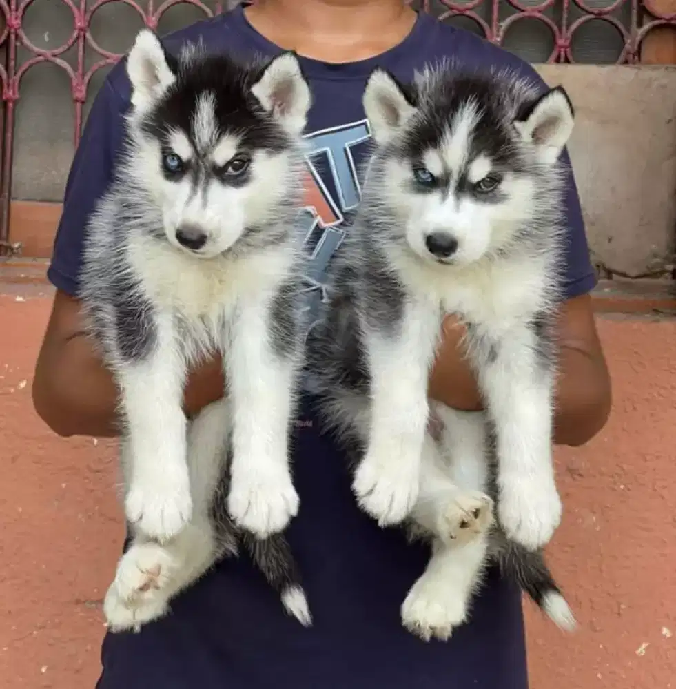 DIJUAL ANAK ANJING SIBERIAN HUSKY