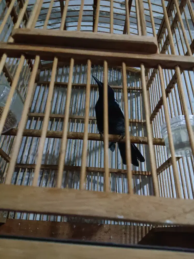 Kacer hitam bunyi makan pore