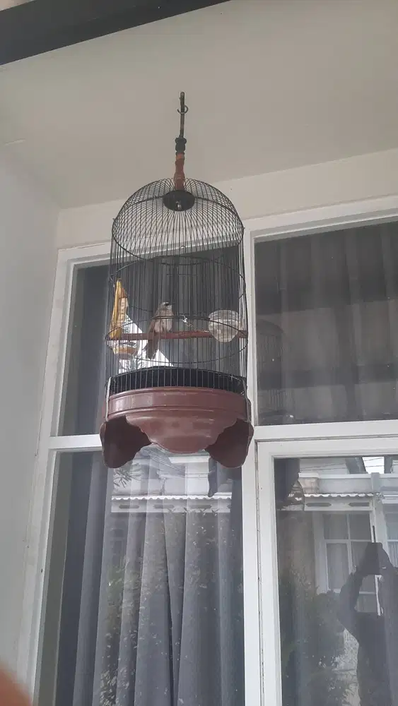 Jual kandang Love Bird plus isinya crucukan jatim