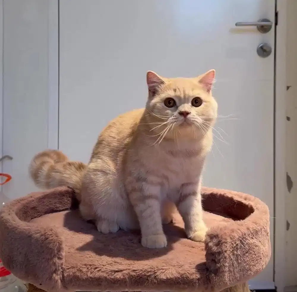 Kucing BSH (british shorthair)