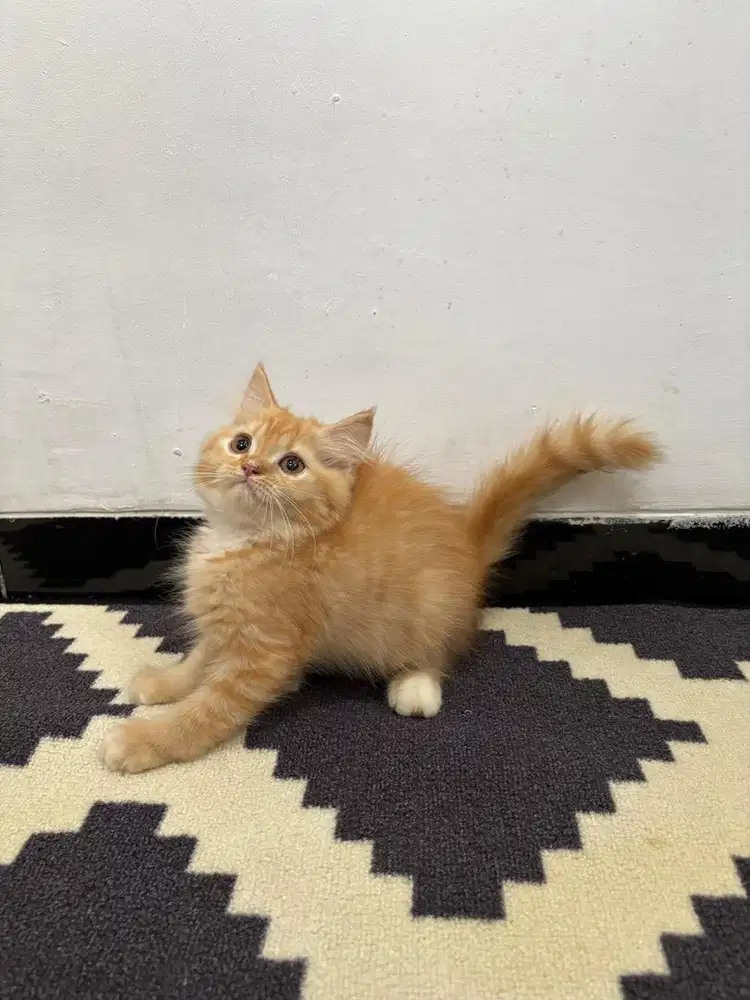Kucing persia bigbone