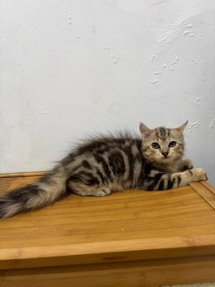 Kucing norwegian