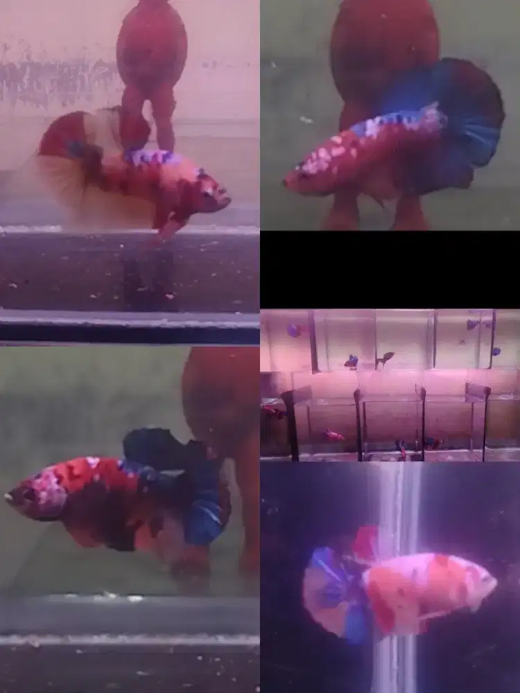 Ikan cupang hias Tanjung barat