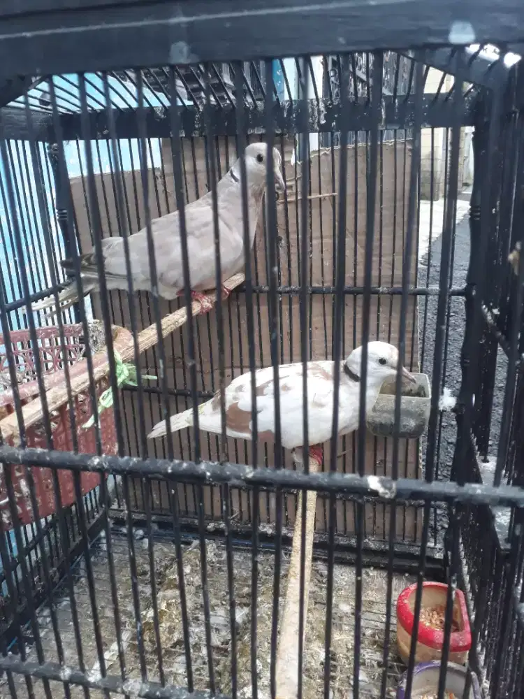Jual Sepasang Burung Puter
