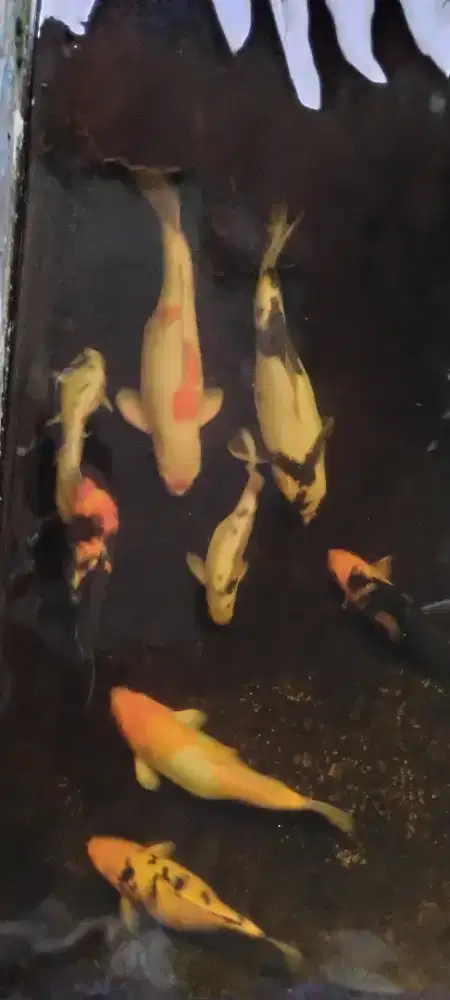 Ikan koi doitsu murah