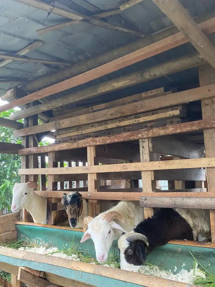 Kambing/Domba sehat dan gagah