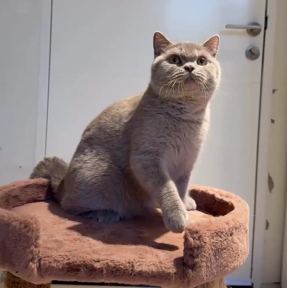Kucing BSH (british shorthair)