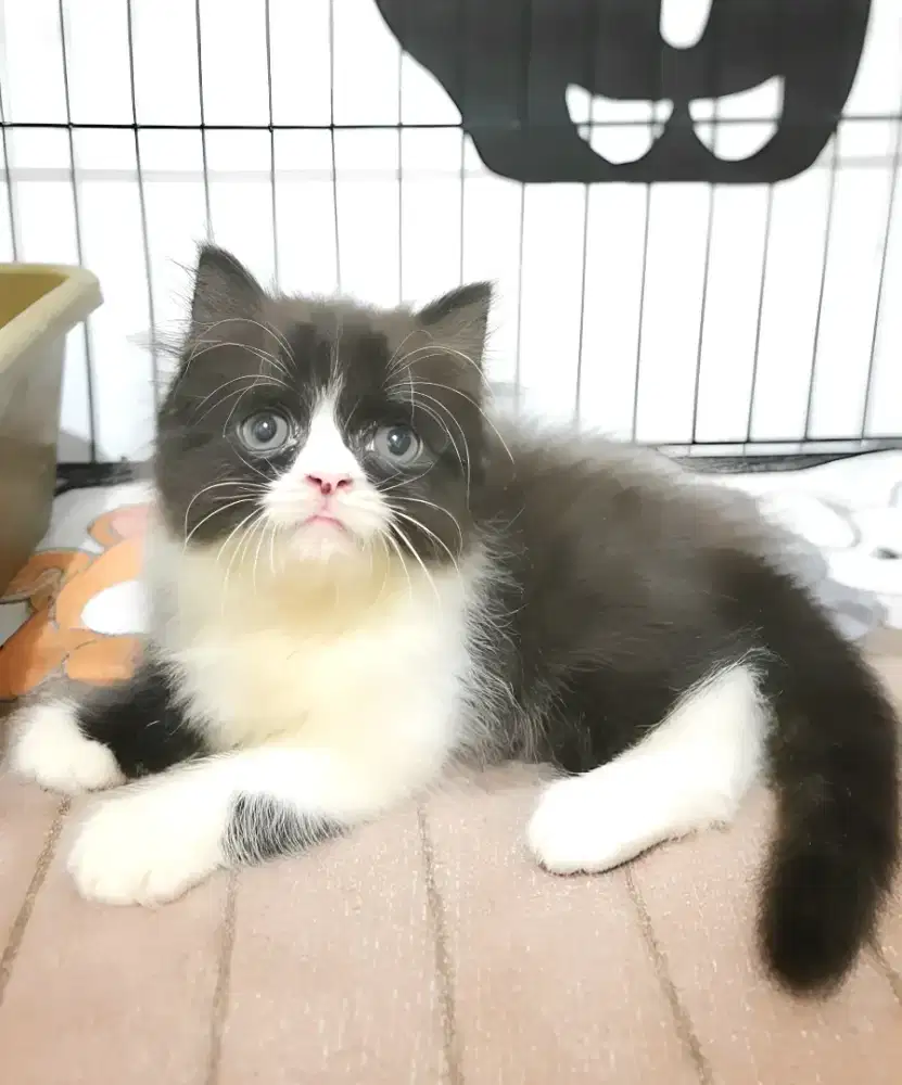 Persia flatnose jantan