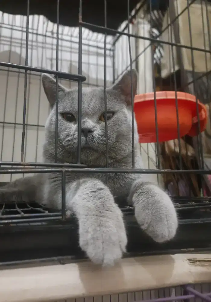 Kucing Bsh jantan