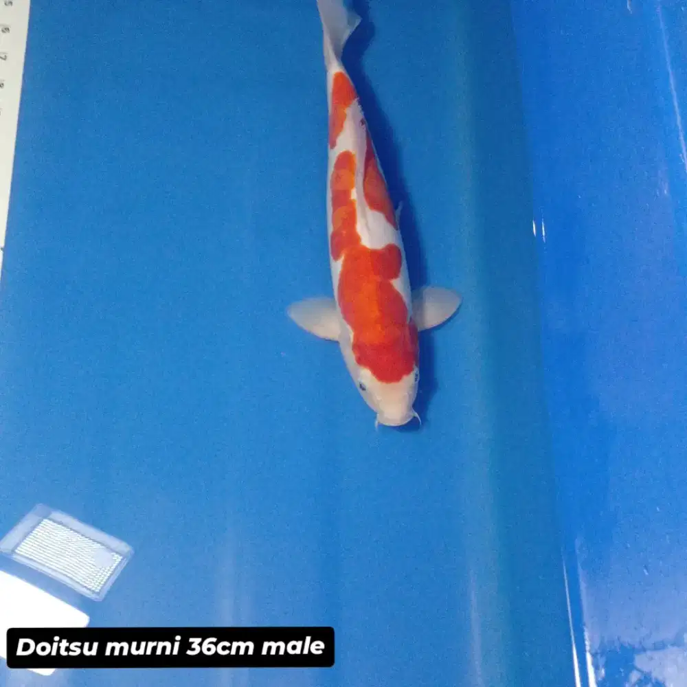 Koi doitsu kohaku inazuma 37cm male