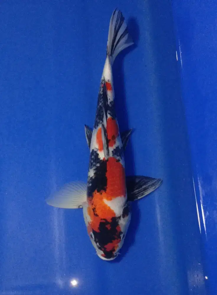 Koi showa 43cm HQ