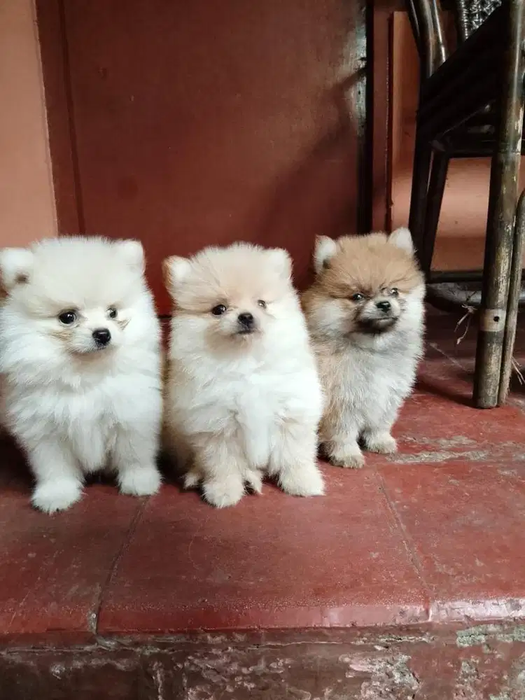 DI JUAL ANAK ANJING MINI POM