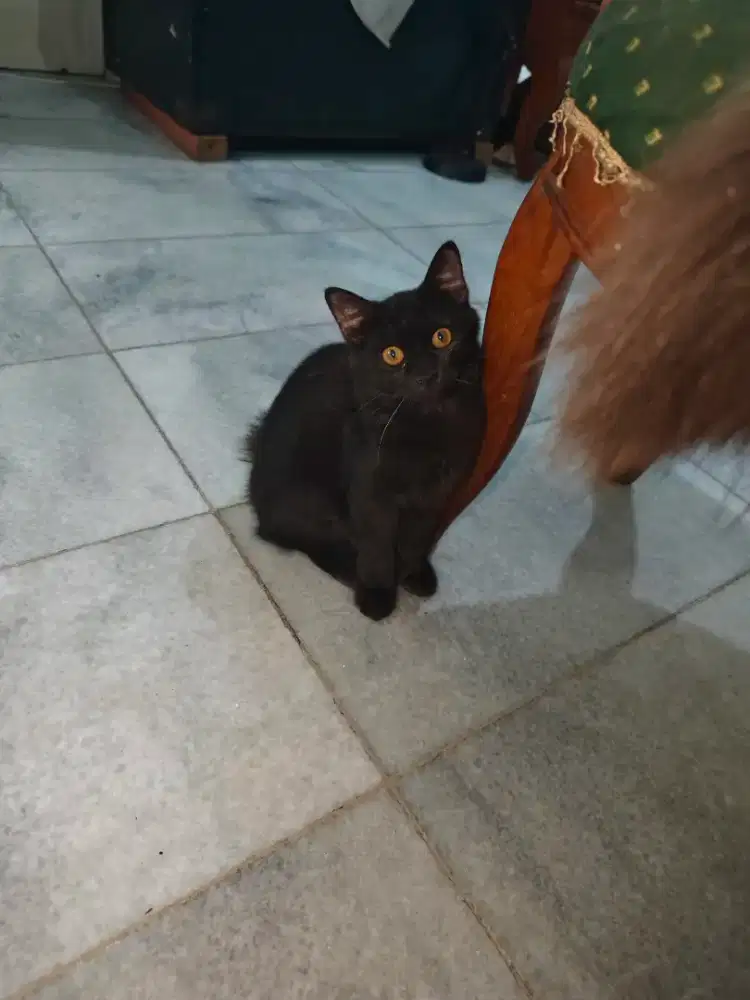 Kitten Mix Persia Hitam Solid Female 5 bulan