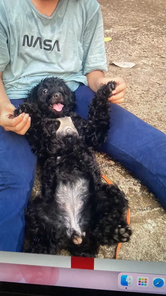 anjing ras poodle umur 8 bulan