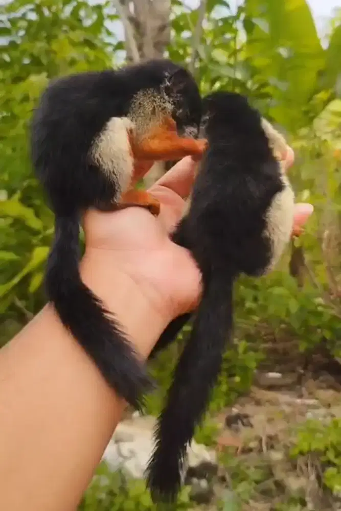 Tupai 3 warna jinak anakan