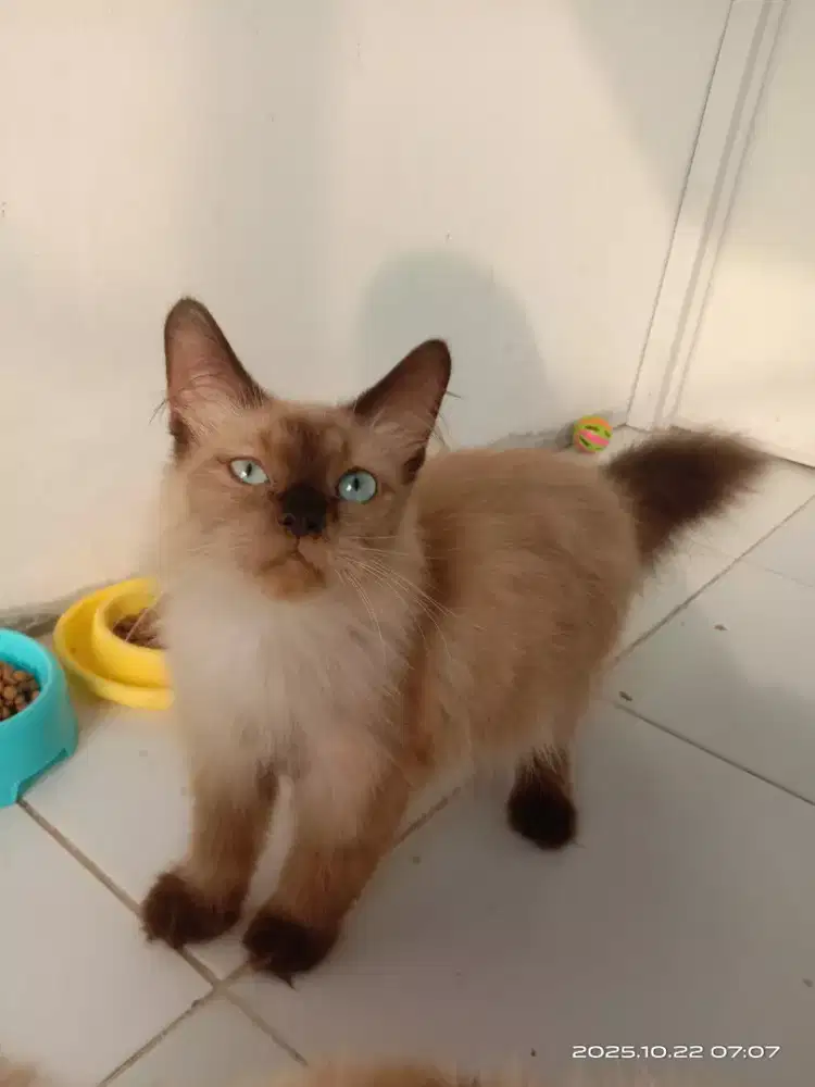 cinnamon persmed