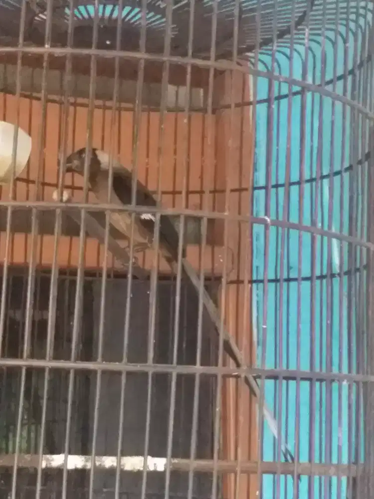 Jaul pented raja fs harian bunyi