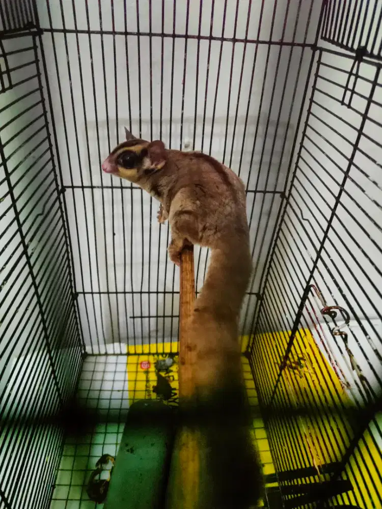 Suger glider bonus sangkar
