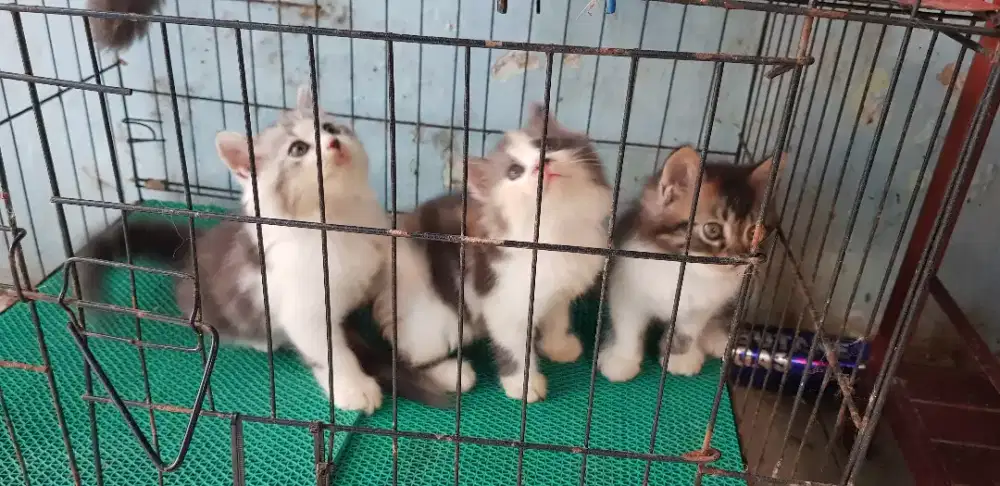 4 kucing persia lincah2 borongan
