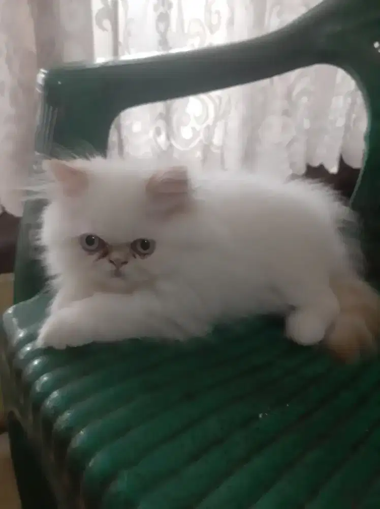 Kucing persia kitten lucu