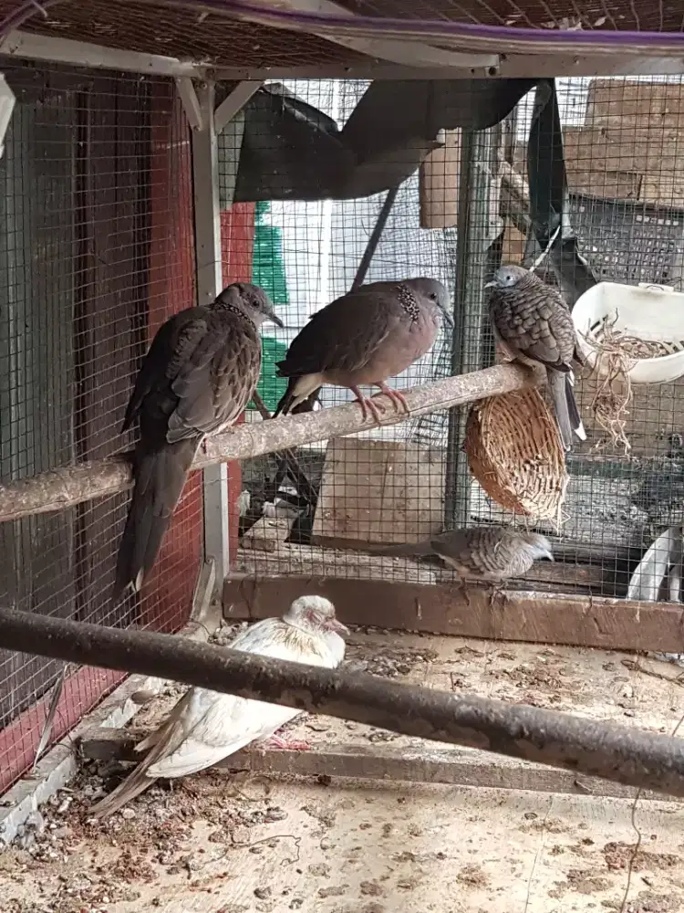 Tekukur dederuk suka bunyi