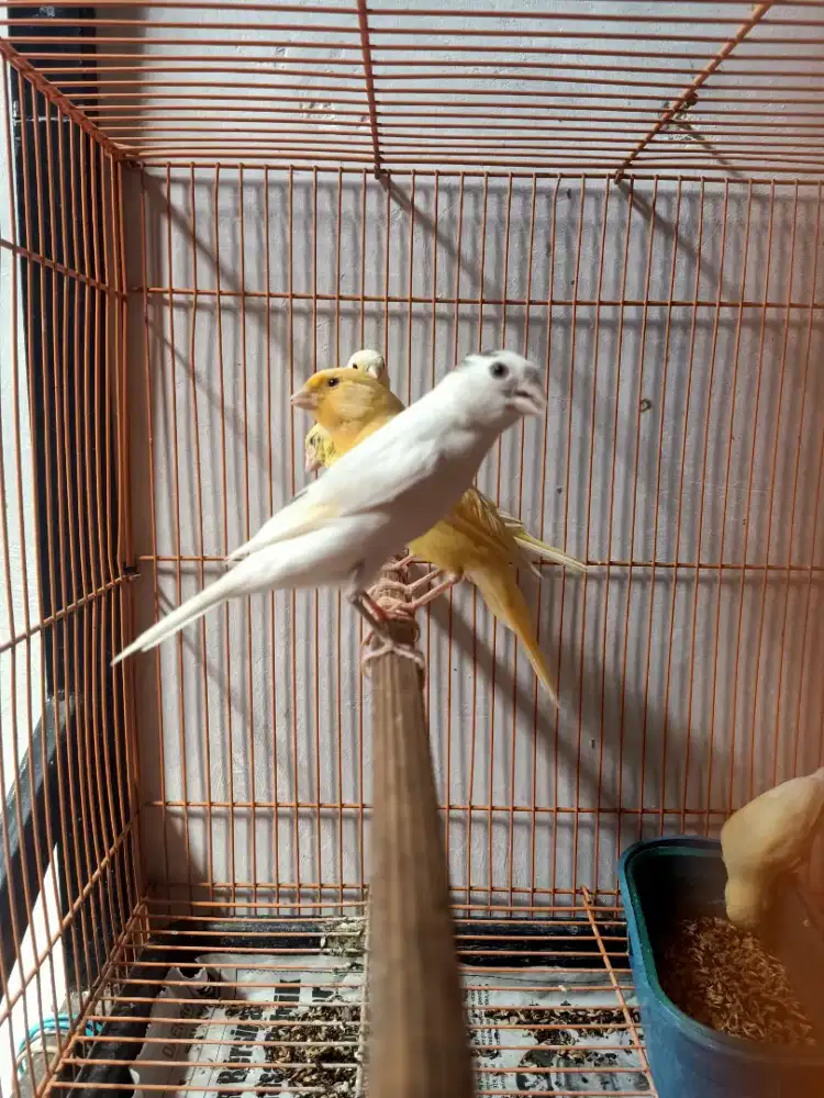 Burung kenari Jamin Jantan