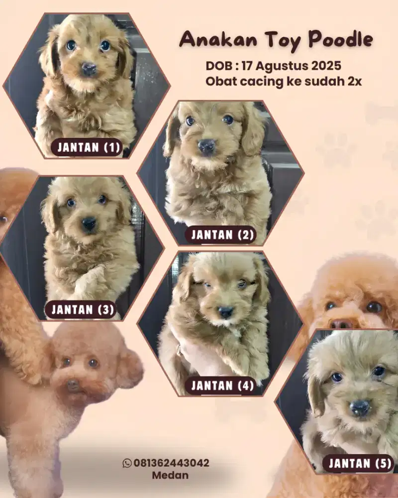 TOY POODLE JANTAN MURAH