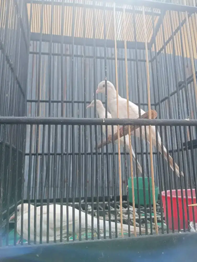 Jual perkutut putih lurik jantan harga 400 perekor