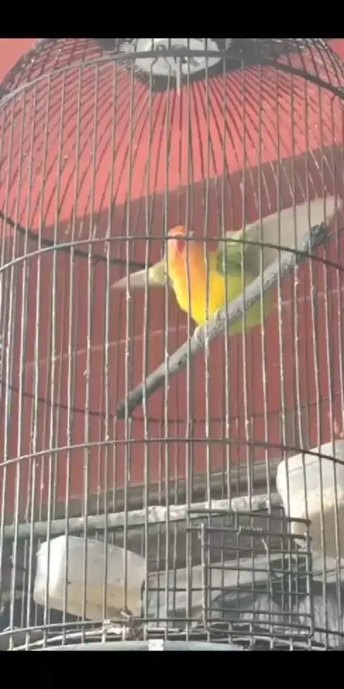 lovebird bunyi buka sayap
