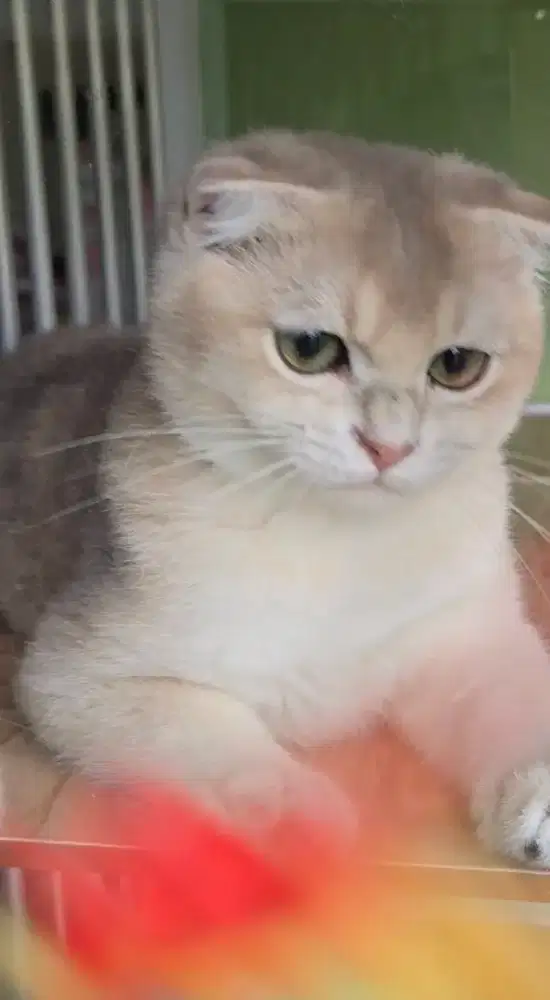 KUCING SCOTTISH FOLD GOLDEN JANTAN KET IMPOR
