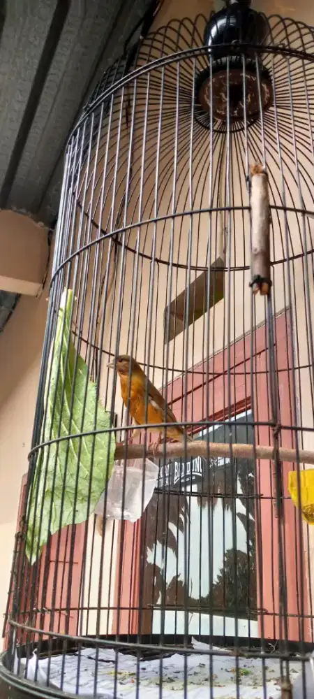Kenari fullset kurung dan kerodong