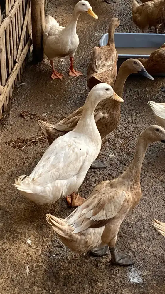 BEBEK PUTIH ATAU DAGING