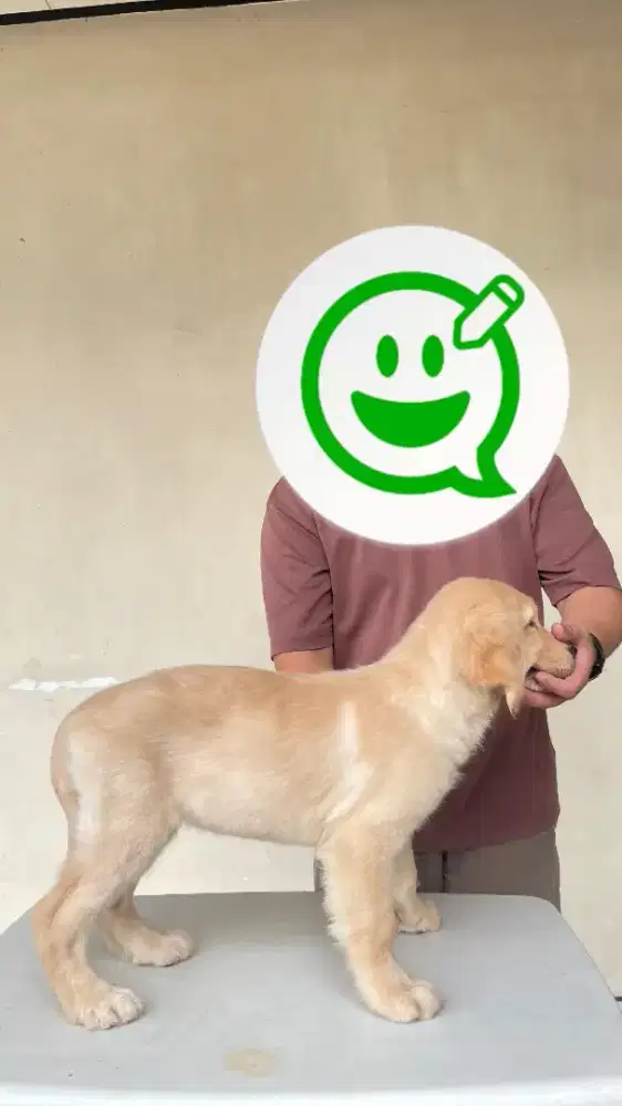 Golden Retriever Puppy Female