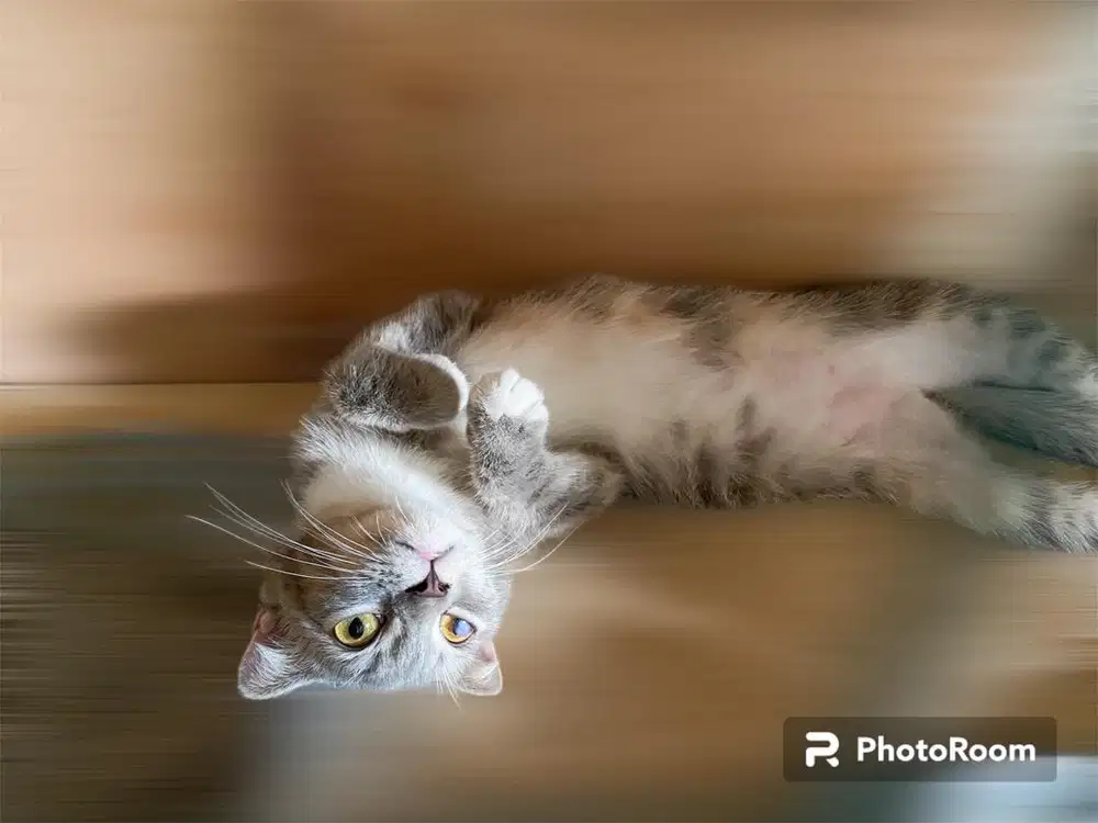 Indukan kucing scottish fold